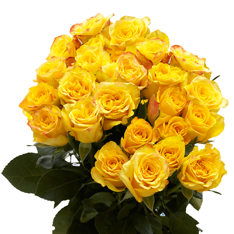 Yellow / Orange & Red FD Rose Petals (30 Cups) - Wholesale - Blooms By The  Box