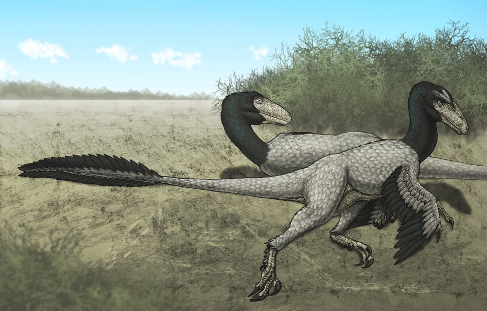 Two Dromaeosaurus dinosaurs sunbathing in the Cretaceous Period Canvas Art - Vitor SilvaStocktrek images (18 x 12)