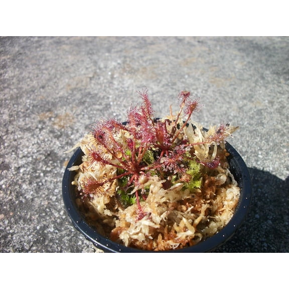 Two Drosera Intermedia Sundews Carnivorous Plants