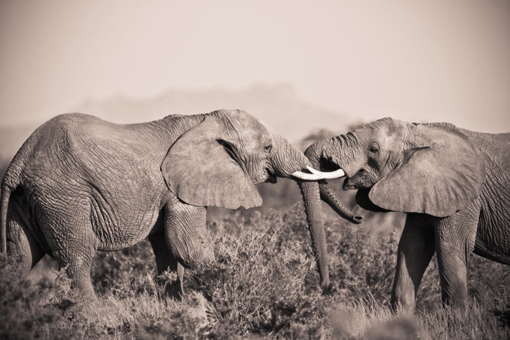 Two Elephants With Their Trunks Touching Samburu Kenya Canvas Art - David DuChemin Design Pics (38 x 24)