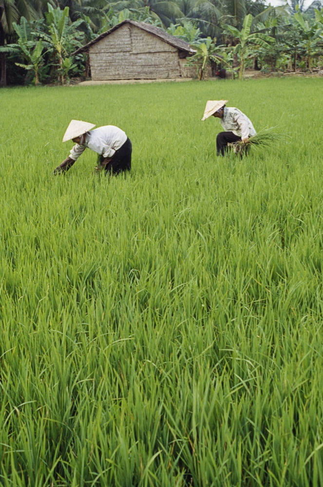 Two Farmers In Rice Paddy Canvas Art - Peter Rayner Design Pics (12 x 18)