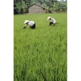 thumbnail image 1 of Two Farmers In Rice Paddy Poster Print - 12 x 18, 1 of 1
