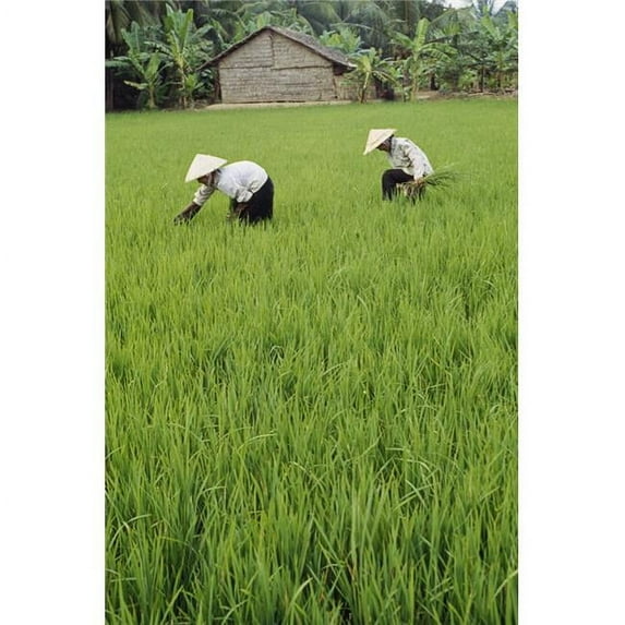 Two Farmers In Rice Paddy Poster Print - 12 x 18