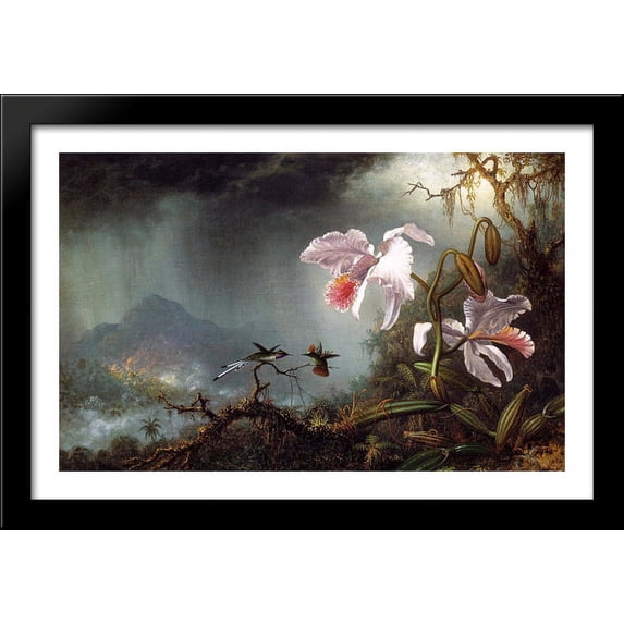 Two Fighting Hummingbirds with Two Orchids 40x26 Large Black Wood Framed Print Art by Martin Johnson Heade