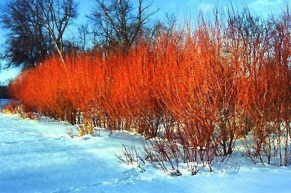 Vibrant Orange and Red Flame Willow Live Tree
