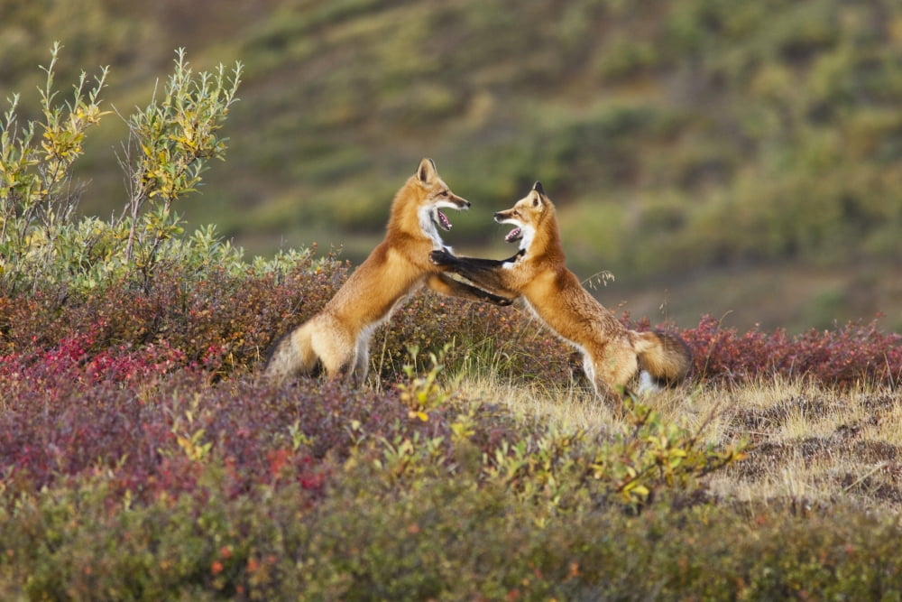 Two Foxes Near The Top Of Polychrome Pass In Denali National Park Play With Each Other Interior Alaska Autumn Canvas Art - John Delapp Design Pics (34 x 22)