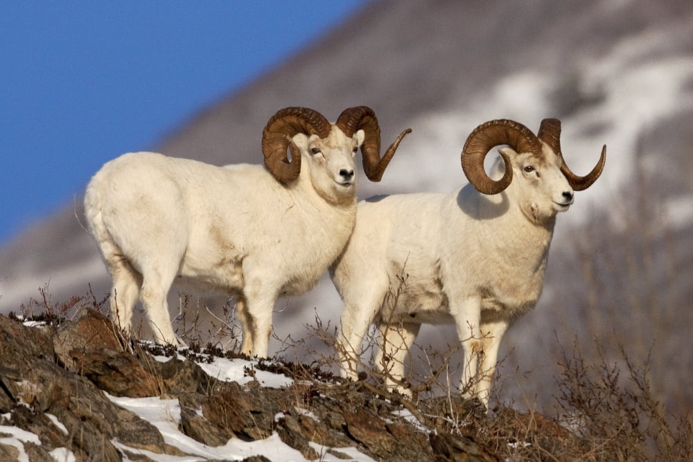 Two Full-Curl Ram Dall Sheep At Windy Point Area Southcentral Alaska Canvas Art - Doug Lindstrand Design Pics (34 x 22)