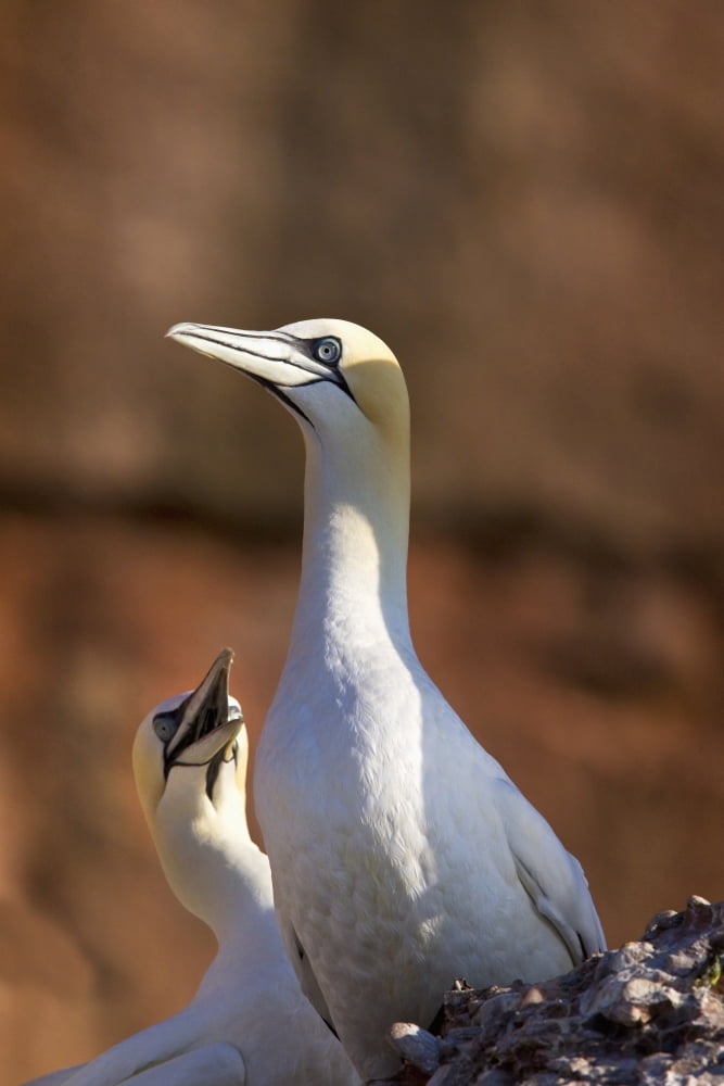 Two Gannets Interacting Perce Quebec Canada Canvas Art - Richard Wear Design Pics (13 x 20)