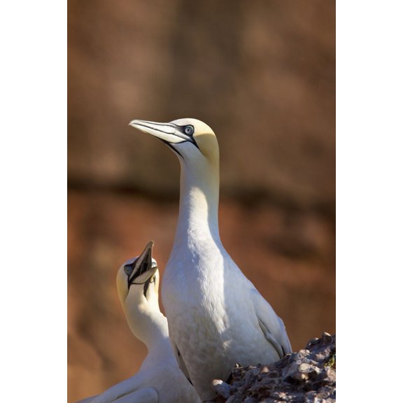 Two Gannets Interacting Perce Quebec Canada Canvas Art - Richard Wear Design Pics (13 x 20)