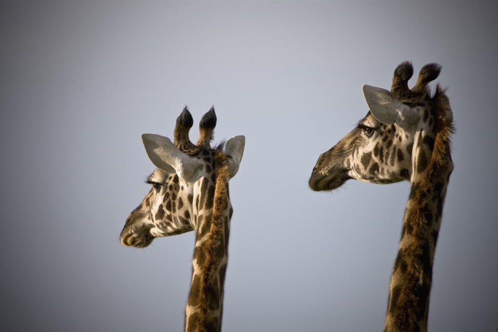 Two Giraffe Heads Side By Side Kenya Africa Canvas Art - David DuChemin Design Pics (19 x 12)