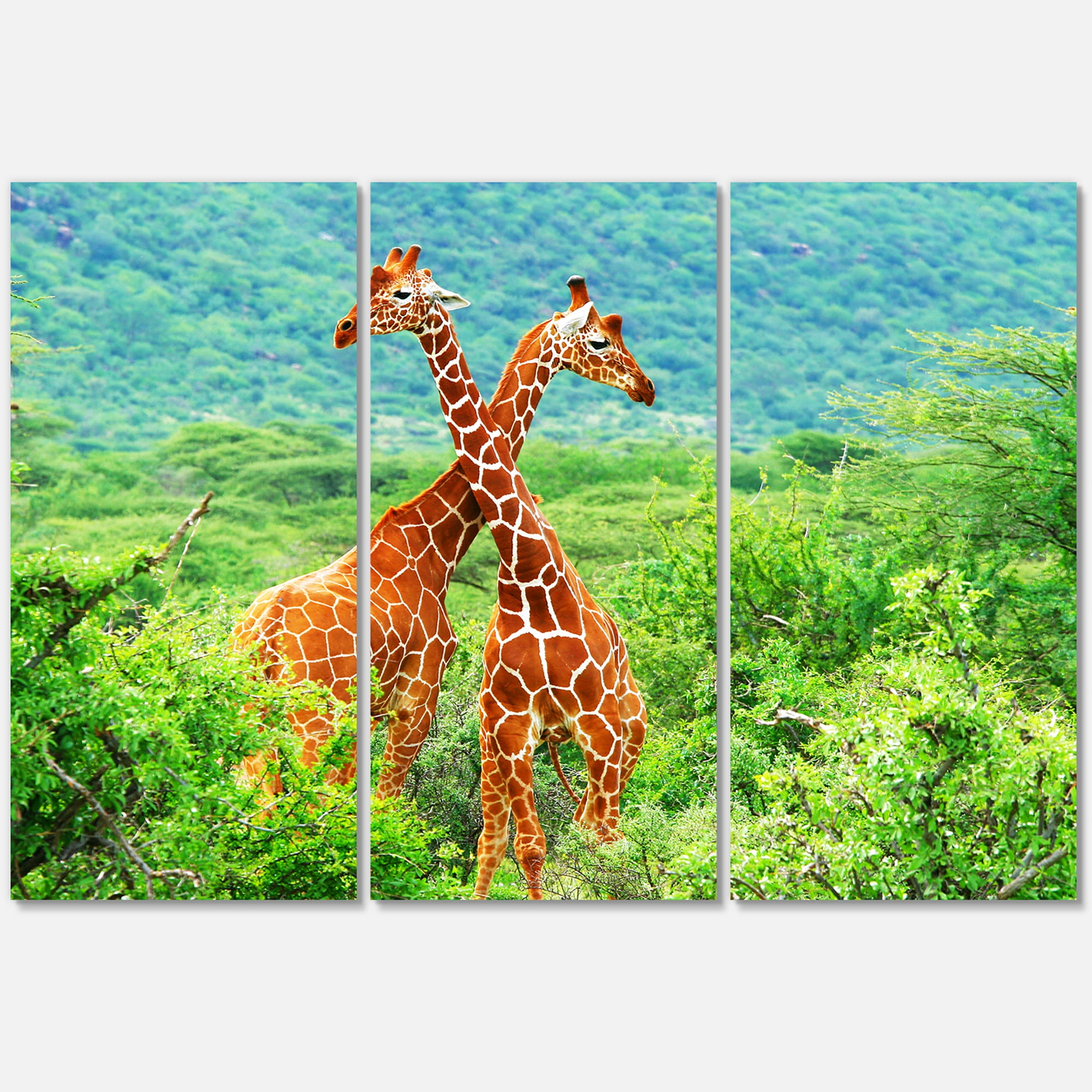Two Giraffes Fighting In Lush Green Wild 28 in x 36 in Photography Canvas Art Print, by Designart