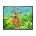 thumbnail image 1 of Two Giraffes Fighting In Lush Green Wild 32 in x 16 in Framed Photography Canvas Art Print, by Designart, 1 of 5