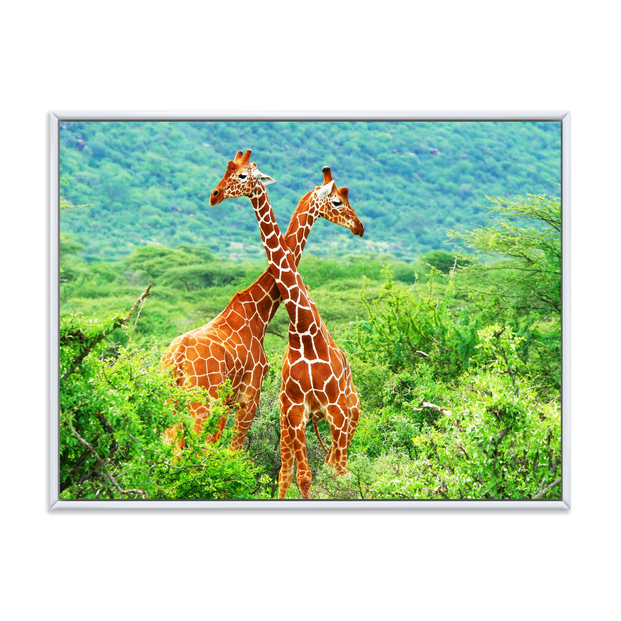 Two Giraffes Fighting In Lush Green Wild 40 in x 30 in Framed Photography Canvas Art Print, by Designart