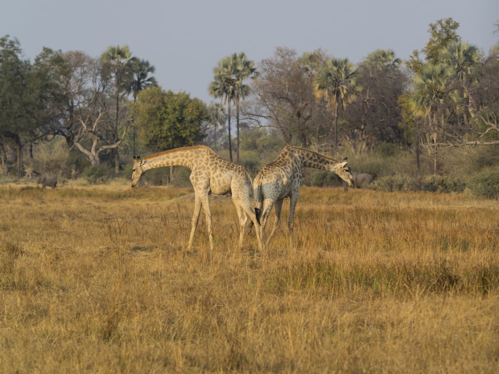 Two Giraffes (Giraffa camelopardalis) in a field Okavango Delta Botswana Canvas Art - Panoramic Images (12 x 16)