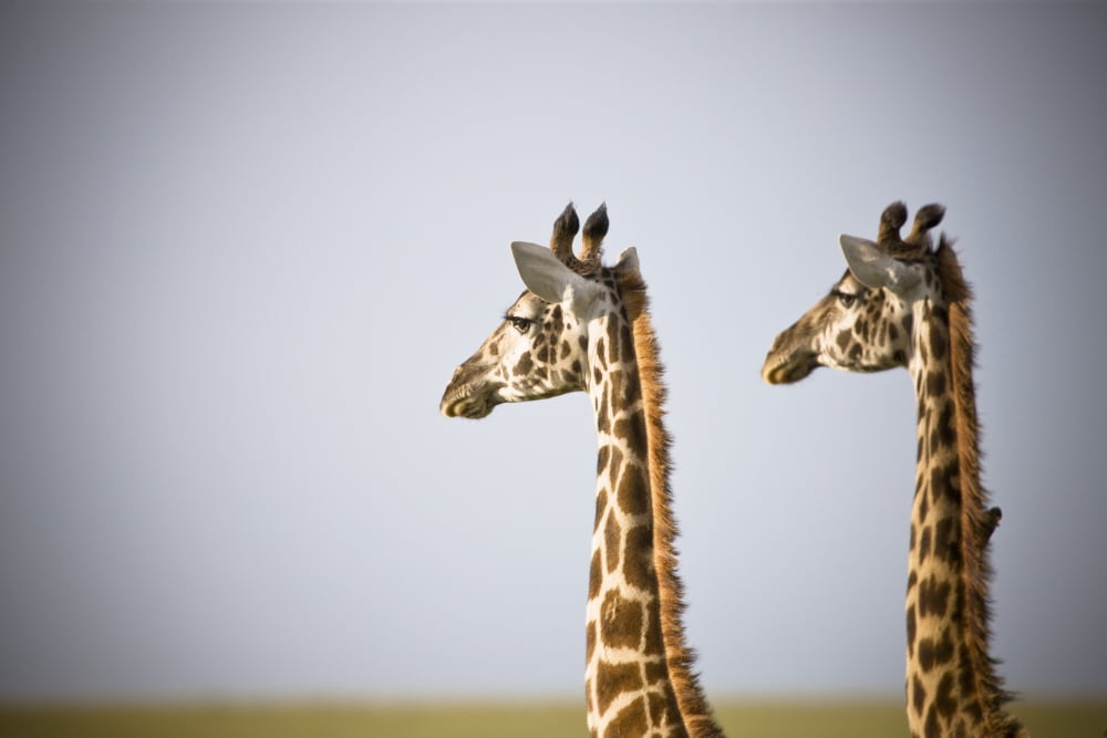 Two Giraffes Standing Side By Side Kenya Africa Canvas Art - David DuChemin Design Pics (38 x 24)