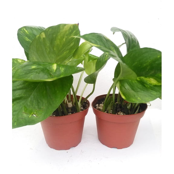 Two Golden Devil's Ivy Pothos Epipremnum 4" Pot Very Easy to Grow