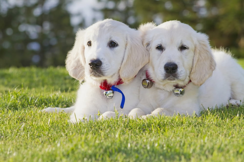 Two Golden Retriever puppies laying together in park Canvas Art - Ron Dahlquist Design Pics (19 x 12)