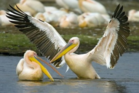 Two Great white pelicans wading in a lake Lake Nakuru Kenya (Pelecanus onocrotalus) Canvas Art - Panoramic Images (24 x 17)