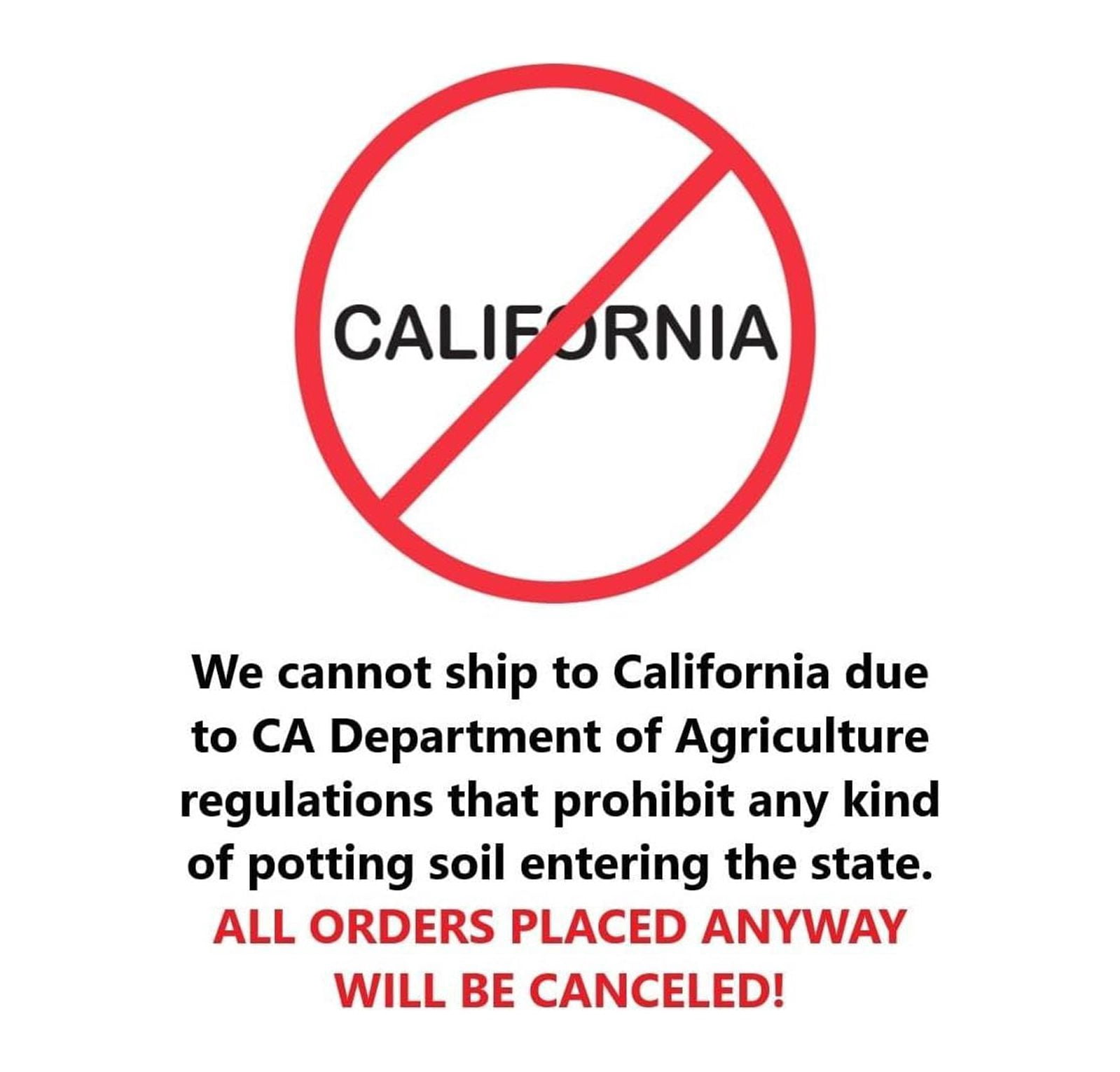 Two Green Velvet Boxwood Shrubs 2 Live Plants Shipped in Quart