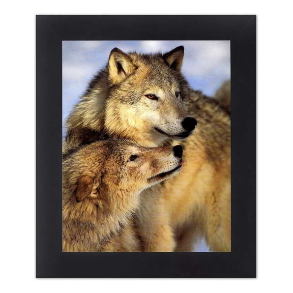 Two Grey Wolves Close-Up Photo Wall Picture 8x10 Art Print