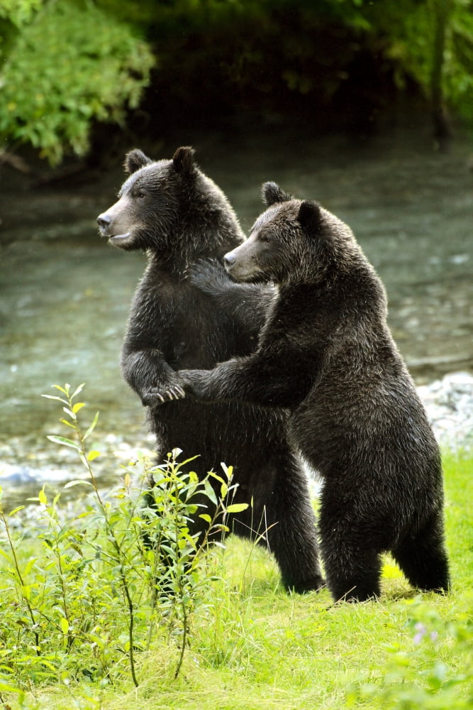 Two Grizzly Bears Canvas Art - Richard Wear Design Pics (11 x 17)