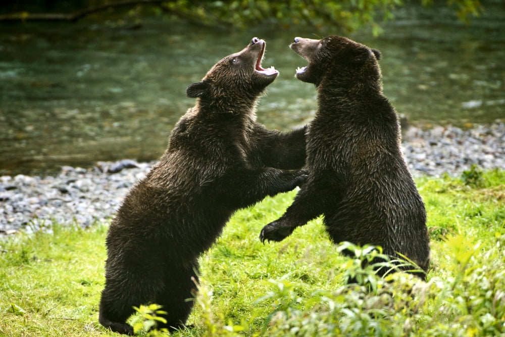 Two Grizzly Bears Fighting Canvas Art - Richard Wear Design Pics (34 x 22)