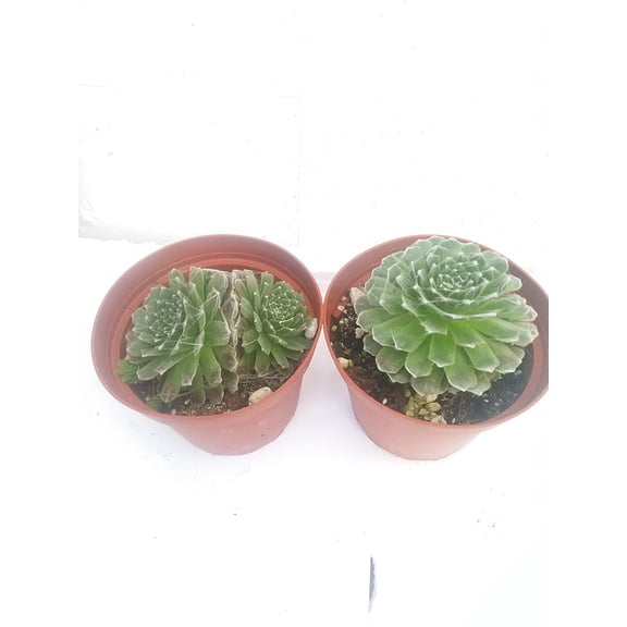 Two Hens & Chicks - Semperviven - 4'' Pot Great House Plant