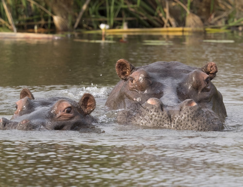 Two Hippopotamus (Hippopotamus amphibius) heads out of water Okavango Delta Ngamiland Botswana Canvas Art - Panoramic Images (9 x 27)
