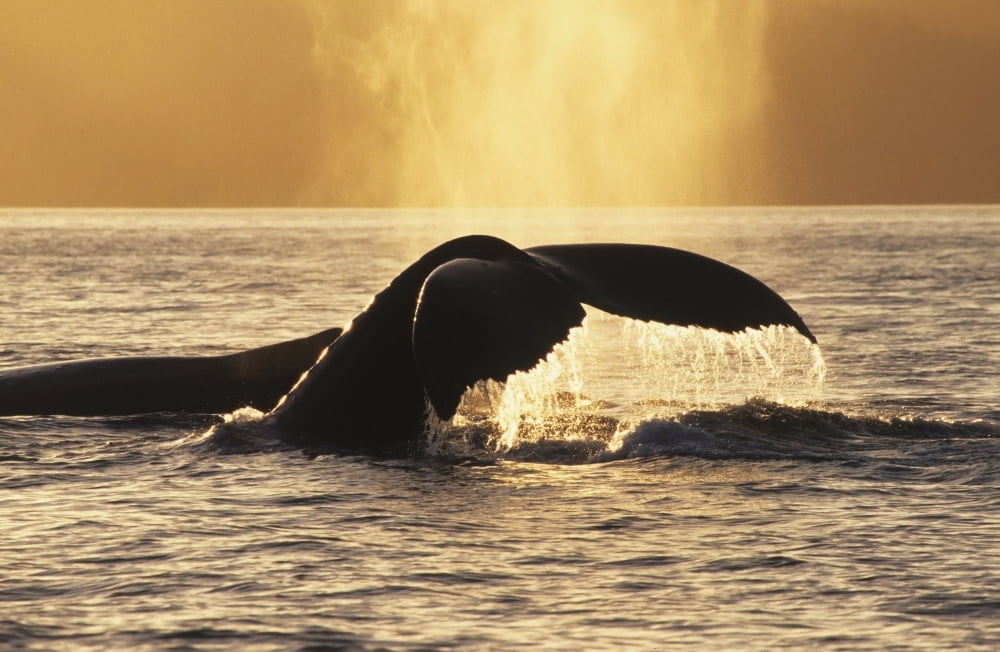 Two Humpback Whales Backlit In Izhut Bay Southwest Alaska Summer Canvas Art - John Mahan Design Pics (19 x 12)