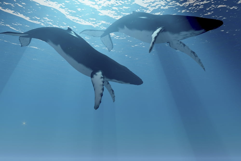 Two Humpback whales swim near the ocean surface Canvas Art - Corey FordStocktrek Images (35 x 23)