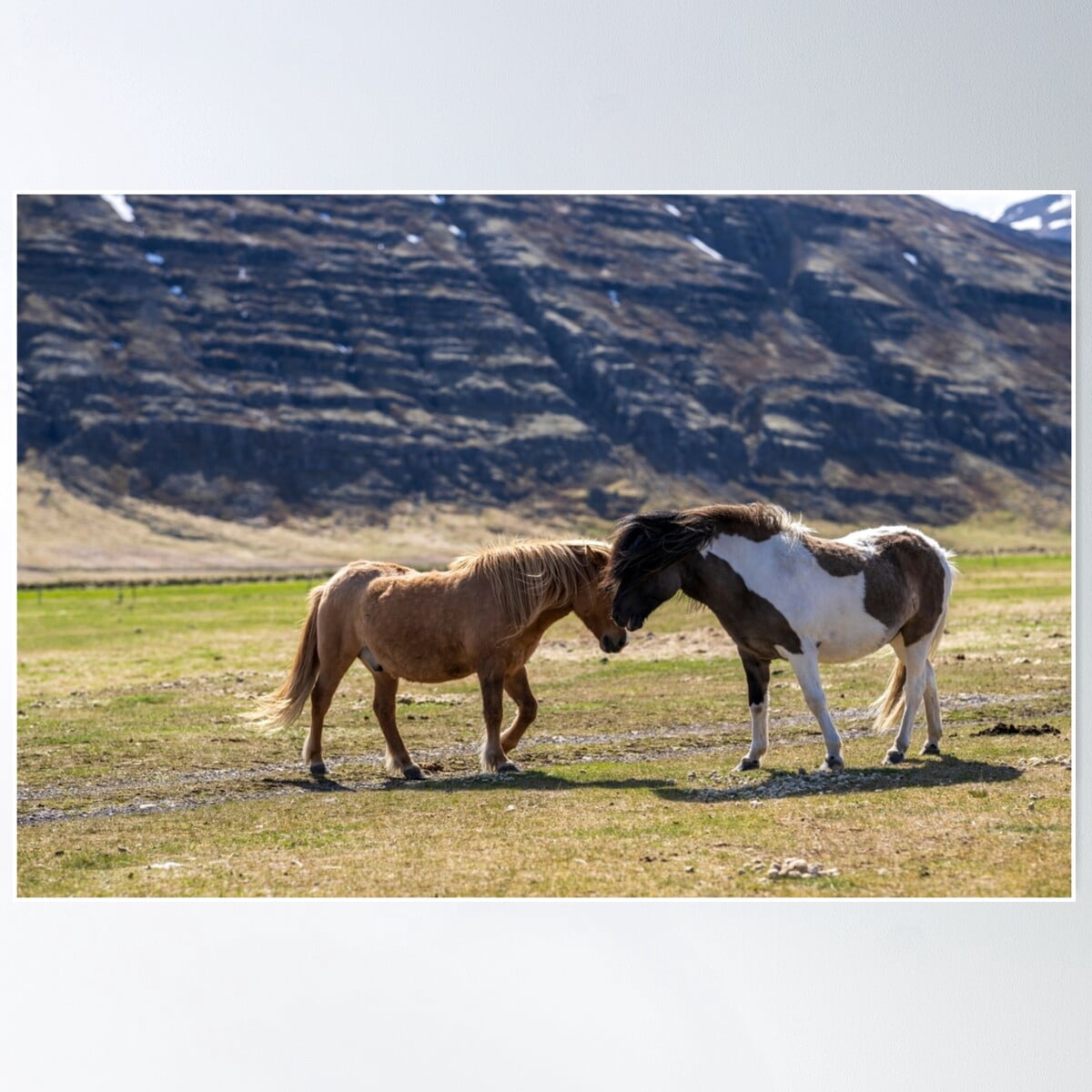 Picture Idea: Two Icelandic Horses Playing In The Pasture Poster Wall Art