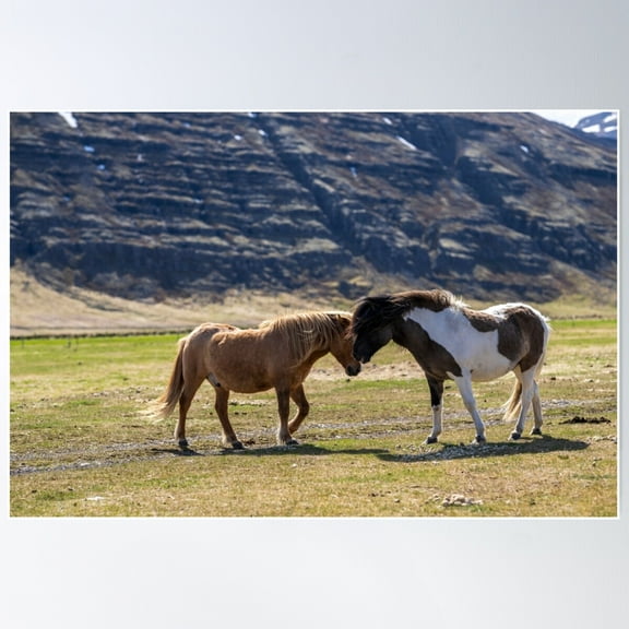 Two Icelandic Horses Playing In The Pasture Poster Wall Art, Modern Wall Decor For Living Room Bedroom, 8x12 UNFRAMED