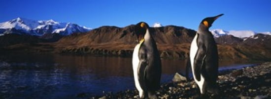 Two King penguins on shore of Cumberland Bay East King Edward Point Cumberland Bay South Georgia Island Canvas Art - Panoramic Images (36 x 13)