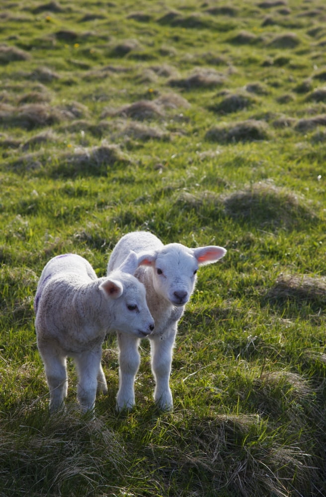 Two Lambs Side By Side On The Grass Shetland Scotland Canvas Art - John Short Design Pics (12 x 19)