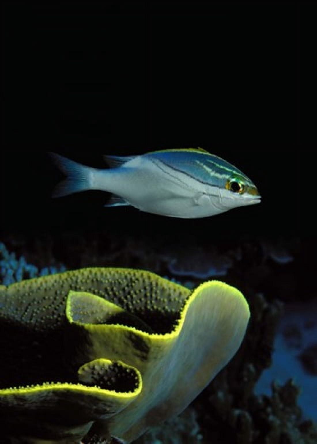 Two-Lined monocle bream (Scolopsis bilineata) and coral in the ocean Canvas Art - Panoramic Images (24 x 18)