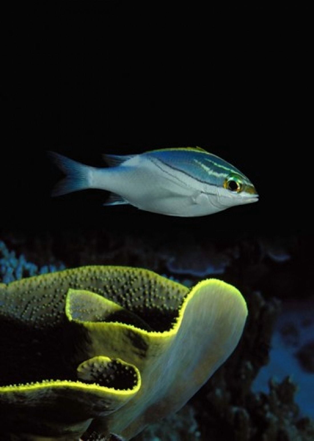 Two-Lined monocle bream (Scolopsis bilineata) and coral in the ocean Canvas Art - Panoramic Images (36 x 24)