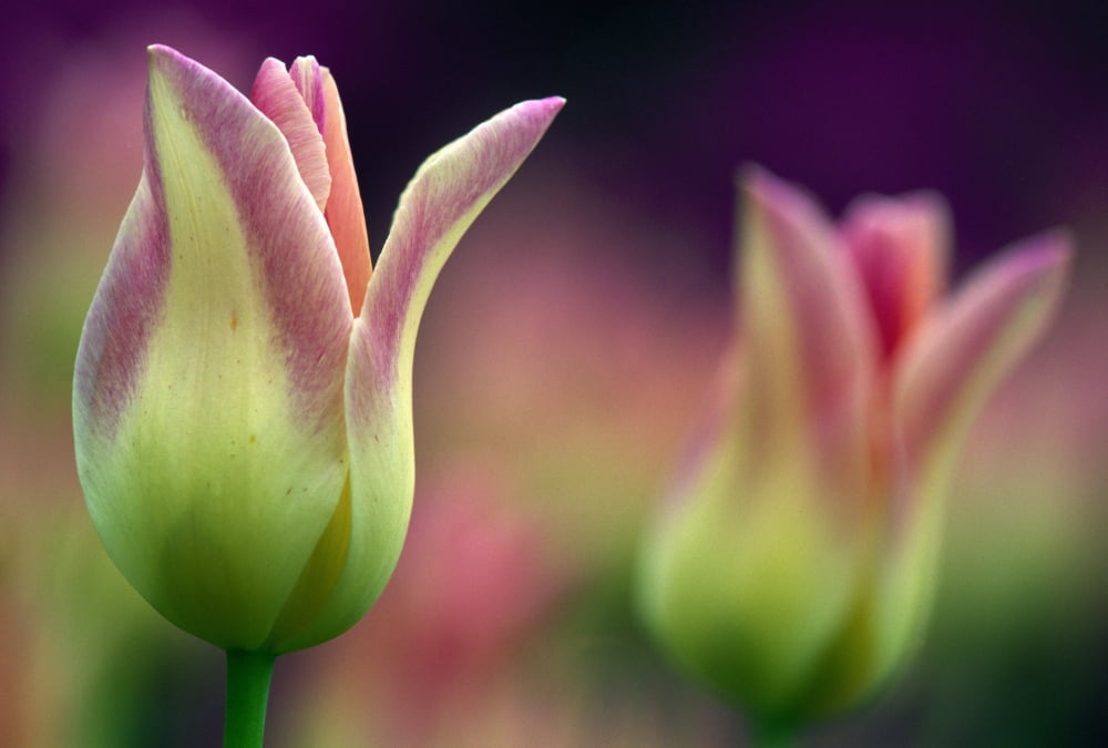 Two Magenta Tulips Opening Canvas Art - Natural Selection Tony Sweet Design Pics (18 x 12)