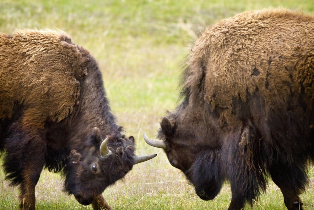Two Male Bisons (Buffalo) Fighting At Yellowstone National Park Wyoming Usa Canvas Art - Richard Wear Design Pics (19 x 12)