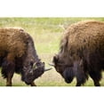 thumbnail image 1 of Two Male Bisons  Fighting At Yellowstone National Park; Wyoming  Usa Poster Print, 1 of 2