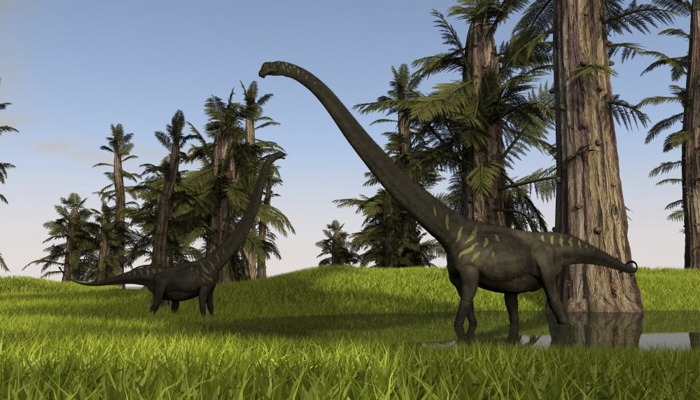 Two Mamenchisaurus in swampy water Canvas Art - Kostyantyn IvanyshenStocktrek Images (38 x 22)