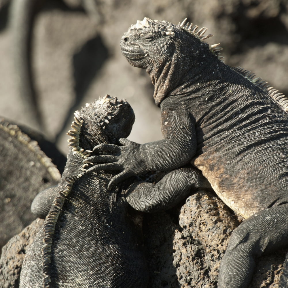 Two Marine Iguanas (Amblyrhynchus Cristatus) Showing Affection Galapagos Equador Canvas Art - Keith Levit Design Pics (15 x 15)