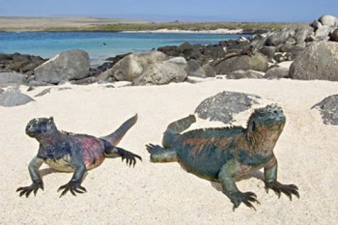 Two Marine iguanas (Amblyrhynchus cristatus) on sand Galapagos Islands Ecuador Canvas Art - Panoramic Images (16 x 11)
