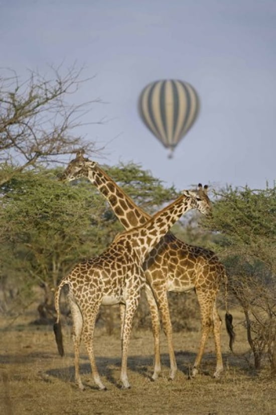 Two Masai giraffes (Giraffa camelopardalis tippelskirchi) and a hot air balloon Tanzania Canvas Art - Panoramic Images (16 x 24)