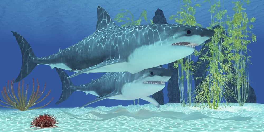 Two Megalodon sharks from the Cenozoic Era Canvas Art - Corey FordStocktrek Images (40 x 20)