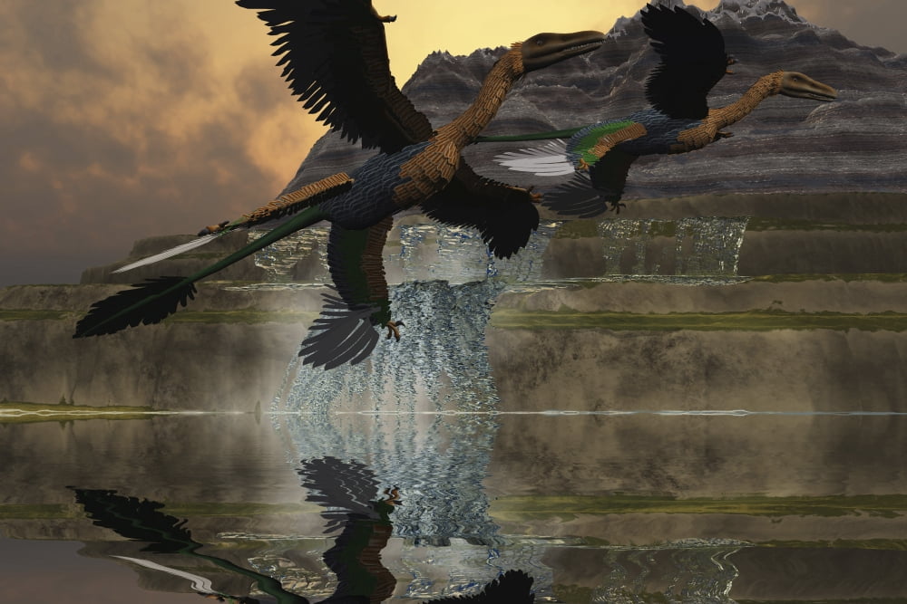 Two Microraptor dinosaurs fly near mountain waterfalls in prehistoric times Canvas Art - Corey FordStocktrek Images (18 x 12)