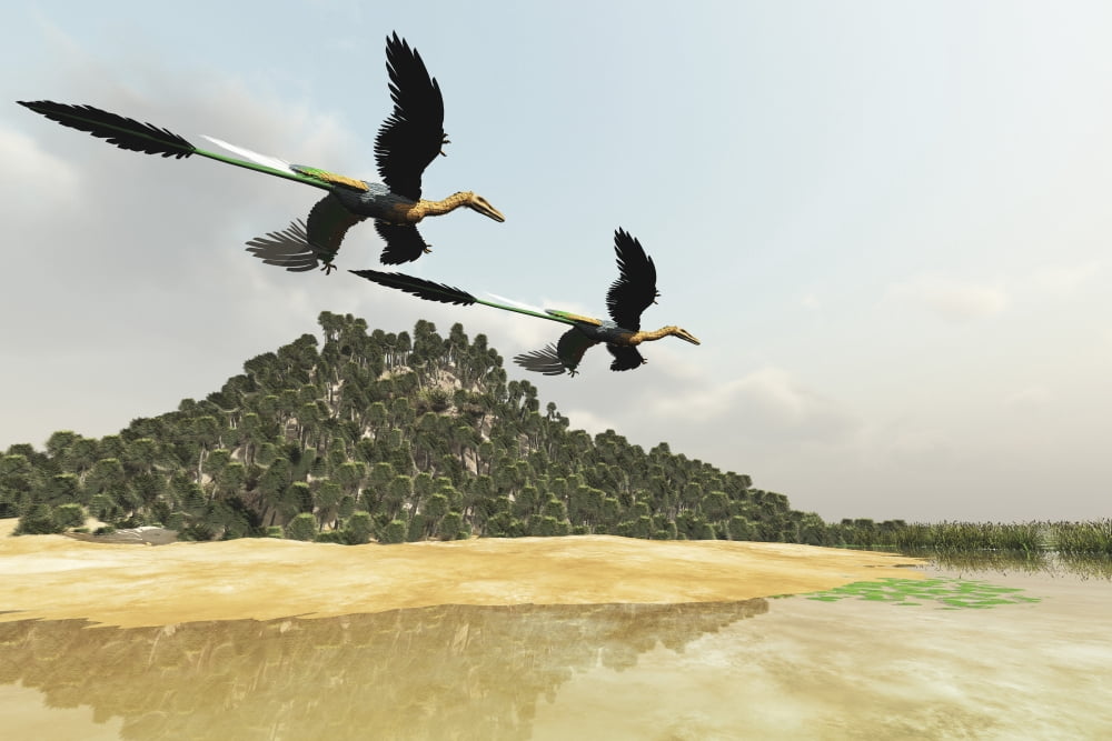 Two Microraptor dinosaurs fly over a wetland marsh in prehistoric times Canvas Art - Corey FordStocktrek Images (18 x 12)