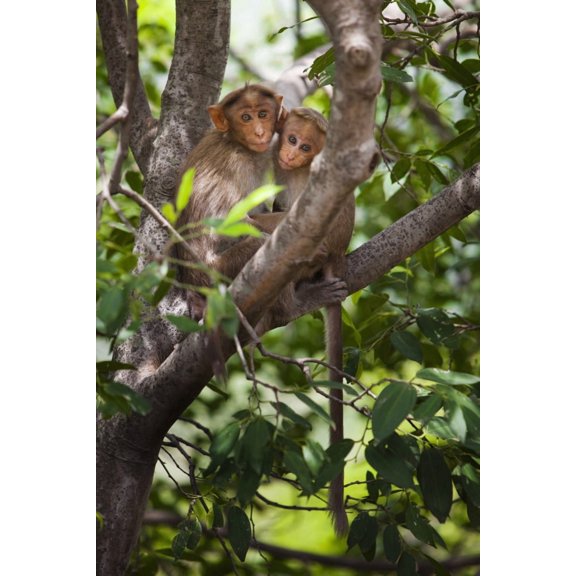 Two Monkeys In A Tree Tamil Nadu India Canvas Art - Ron Nickel  Design Pics (12 x 19)