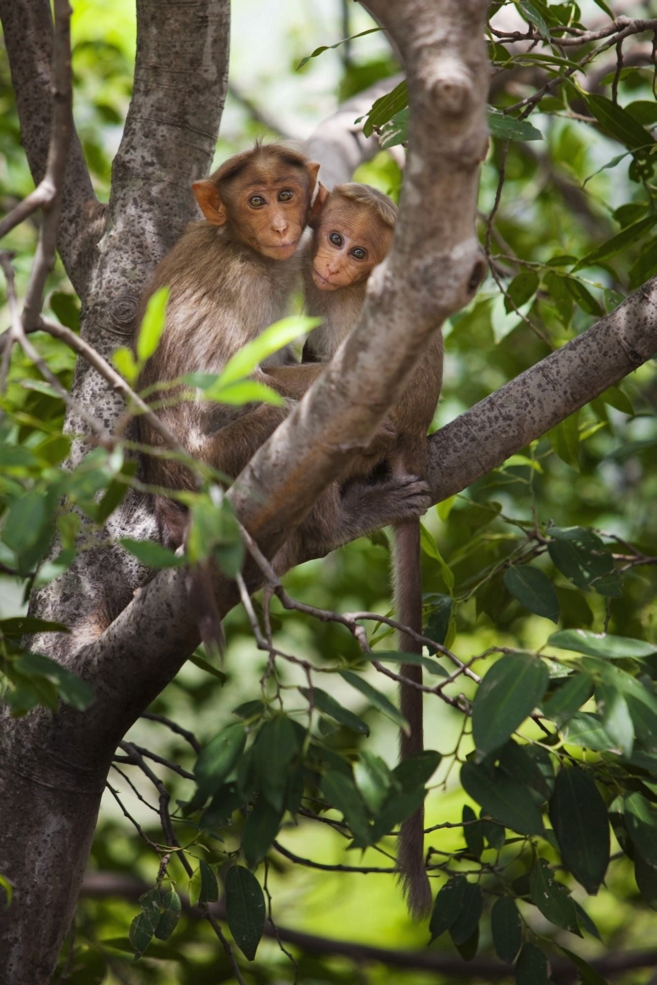 Two Monkeys In A Tree Tamil Nadu India Canvas Art - Ron Nickel Design Pics (24 x 38)
