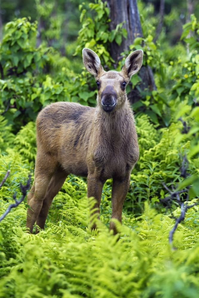 Two-Month-Old Moose Calf Standing In The Forest In Gaspesie National Park Quebec Canada Canvas Art - Philippe Henry Design Pics (12 x 19)