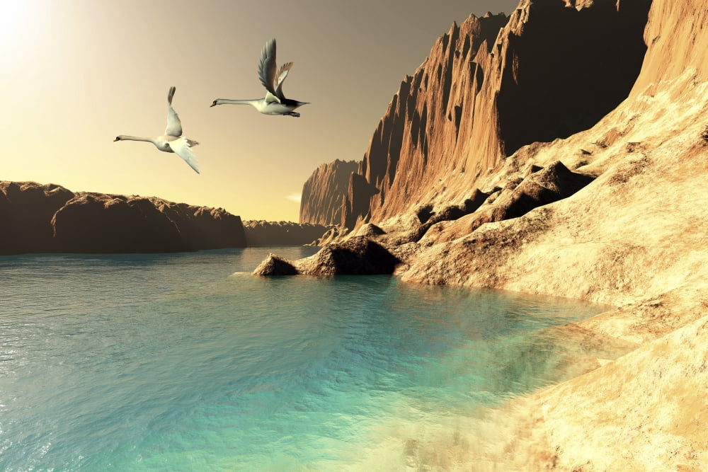 Two Mute Swans in flight Canvas Art - Corey FordStocktrek Images (18 x 12)